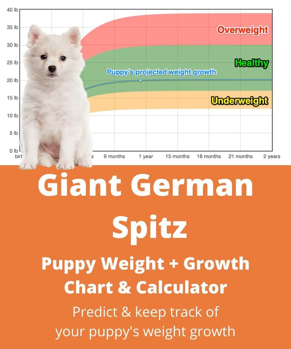 giant-german-spitz Puppy Weight Growth Chart giant-german-spitz Puppy Weight Growth Chart